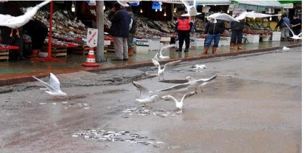 Balık kapma mücadelesi