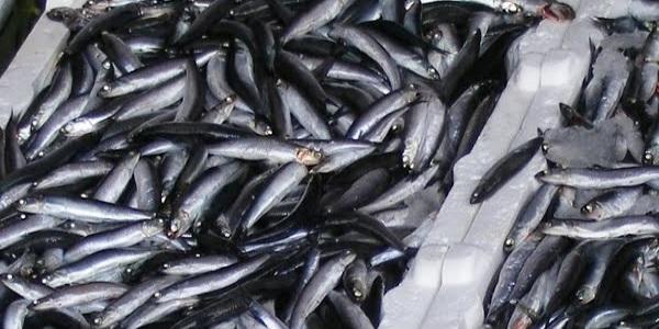 Hamsinin kilosu 10 liraya çıktı