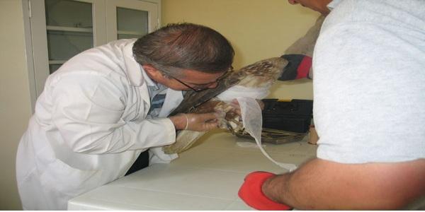 Tüfekle vurularak yaralanan Şahin, tedavi altına alındı