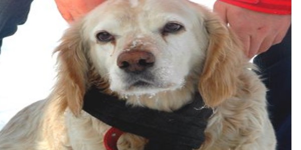 Köpeğe atkılı koruma