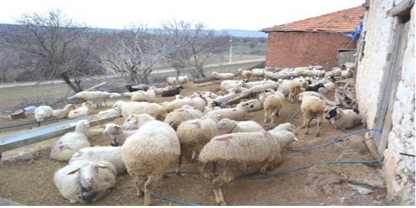 Kula'da hayvan hırsızlığı