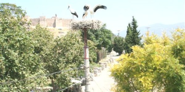 Leylekler mevsimi şaşırdı