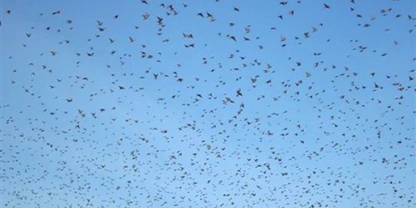 Balıkesir'de kuşların gökyüzünde dansı yağmuru getirdi