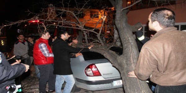 Koca ağaç otomobilin üzerine düştü