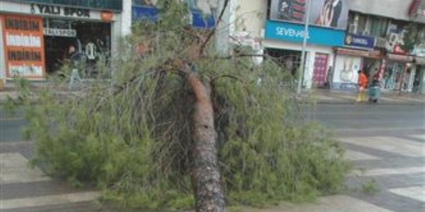 Fırtına Denizli'de ağaç devirdi