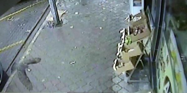 Serçenin manevrasına karşılık veremedi ve!..