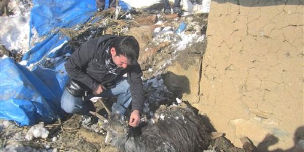 Ahırın üzerine çığ düştü, 32 hayvan telef oldu