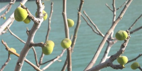 Araban'da Ocak ayında incir ağacı meyve verdi