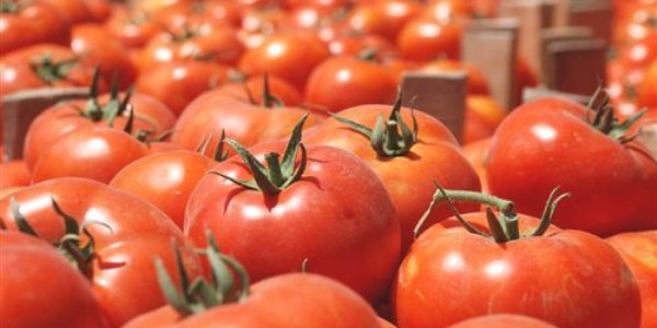 Sakarya'da sebze ve meyve fiyatları