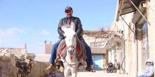 Vali'nin aldığı eşekler ayda 3 bin lira kazanıyor