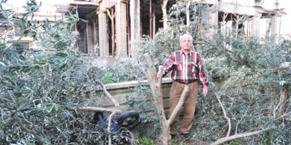 Evinin önündeki 4 zeytin ağacını gece yarısı kestiler