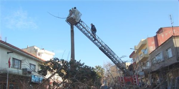 Paldunya ağacı yolu çatlattı