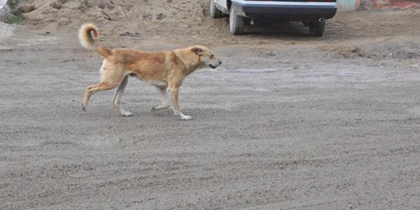 Başıboş köpekler Yerköy'de korku salıyor