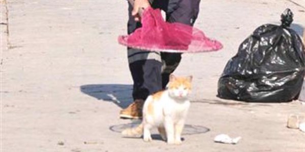 Tatilciler evcil hayvanlarını arkada bırakıyor