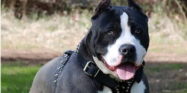 Gasp çetesinden pitbull işkencesi