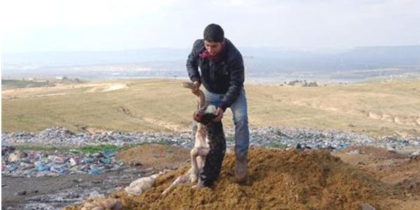 Gebe inekleri kesip, buzağıları çöpe attılar