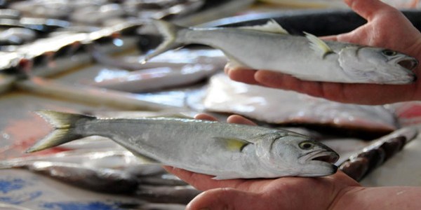 Lüfer, 4 mevsim sofraları süsleyecek