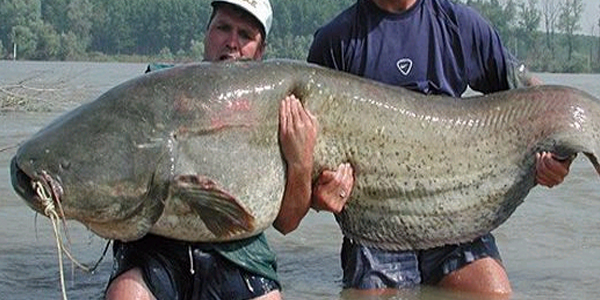 Hendek'te 45 kilo ağırlığında yayın balığı yakalandı