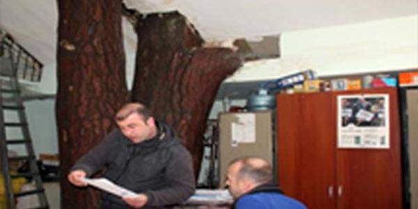 İçinden ağaç geçen bina