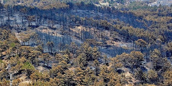 İl il 2/B; 81 ilin 67'sinde orman vasfını kaybetmiş arazi var