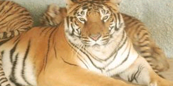 Dördüz Bengal Kaplanlarına bebek gibi bakılıyor