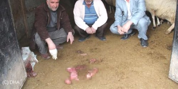 'Aşılanan koyunlar düşük yaptı' iddiası
