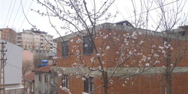 Yalancı bahara aldanan ağaçlar çiçek açtı