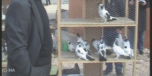 Güvercin severler yeni mekanına kavuştu