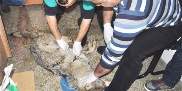 Tunceli'de enfeksiyonlu kurt paniği