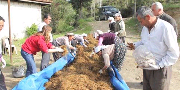 Kayın mantarı üreticinin gözdesi oldu