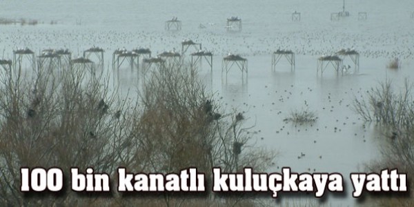 100 bin kanatlı kuluçkaya yattı