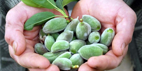 Datça'da ilk çağla 25 TL'den alıcı buldu