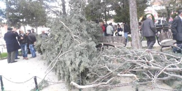 Ağacın dalları üzerlerine devrildi