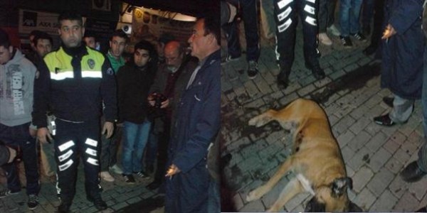 Sokak köpeğini öldüren polise tayin
