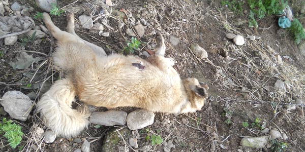 Köpeği öldürüldü, komşusundan davacı oldu