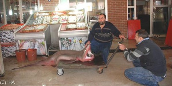 Silifke'de 4 metrelik köpekbalığı yakalandı
