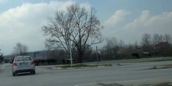 Havaların ısınmasıyla tehlikede artmaya başladı