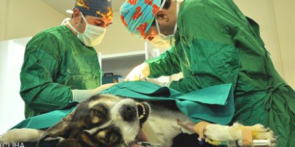 Karnından 13 tümör alınan köpek sağlığına kavuştu