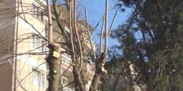 Ağaç budarken hayatını kaybetti