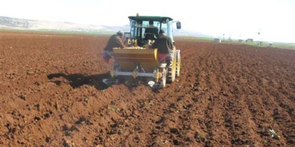 Araban'da cipslik patates deneme ekimi yapıldı