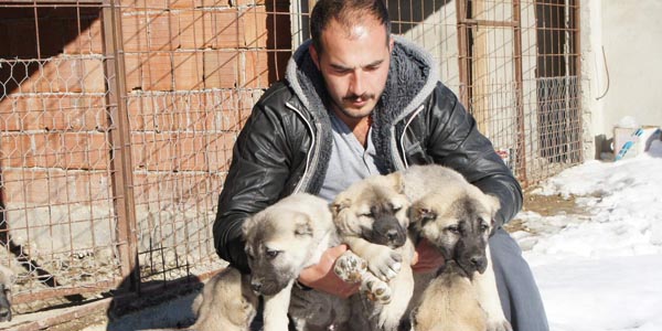 Köpek sevgisi, öğretmenliği bıraktırdı