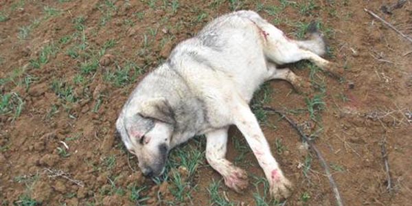 Köpeklerine saldırdığını iddia ettiği kangalı öldürdü