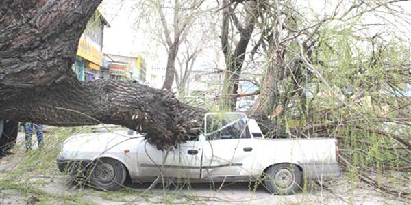 Şiddetli rüzgar ağacı yerinden söktü