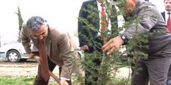 Çaycuma'da 10 sedir ağacı törenle dikildi