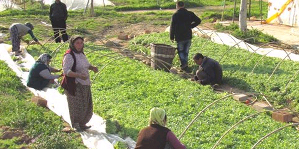 Ödemiş'te tütün fideleri toprakla buluşmaya başladı