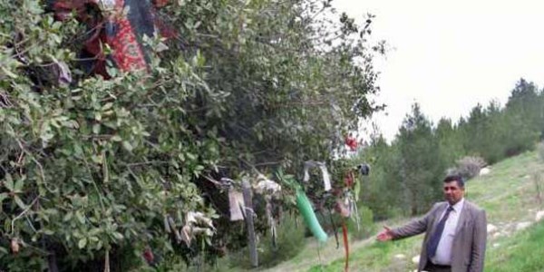 Palamut ağacını dilek ağacına çevirdiler