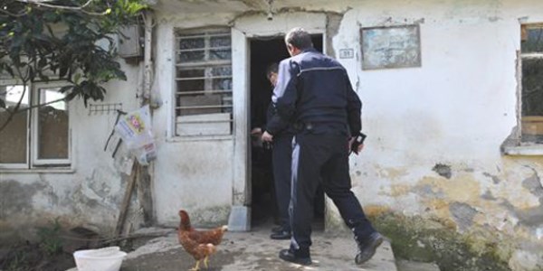 Bafra'da horoz hırsızlığı