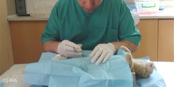Erzincan'da sokak kedileri kısırlaştırılıyor