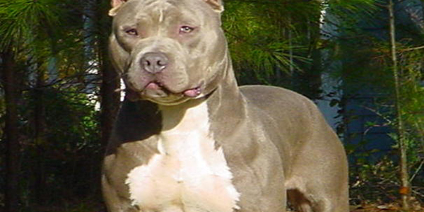 2 polislerin pitbull dehşeti