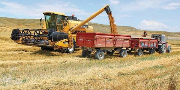 Tarlayı ekmeden biçmişler